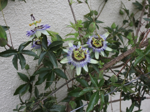 25.	Flor do Maracujá (Passiflora)
Data da fotografia: 08/05/2018
Utilidade/ função na horta: Propriedades calmantes. Contribuição para a horta florida vertical, através do seu desenvolvimento de planta trepadeira.